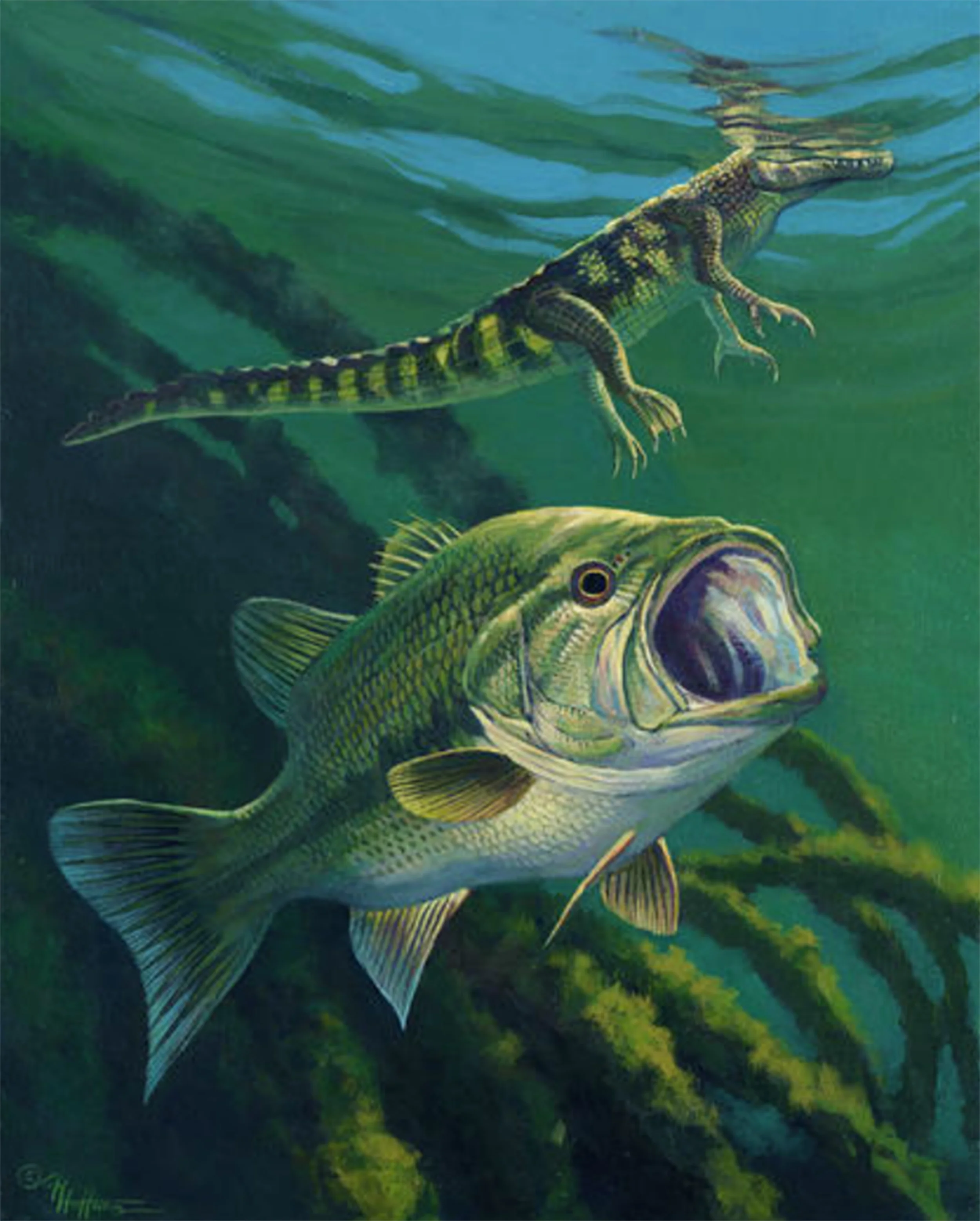 “Unaware” - Largemouth Bass and Baby Alligator