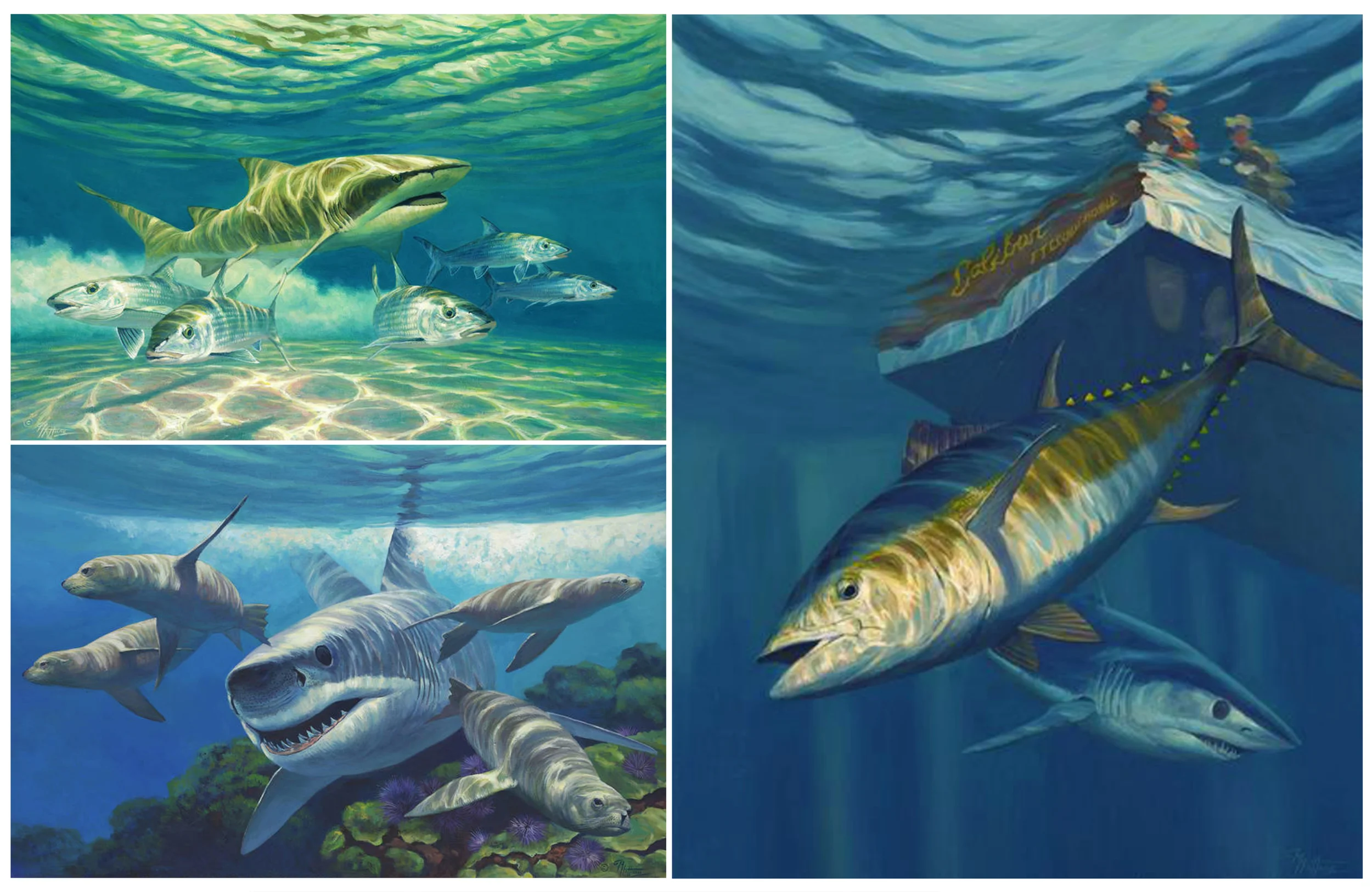 Right to left clockwise; “Under The Caliban”, “White Pointer” – Great White Shark and Sea Lions, “Lemonade” – Lemon Shark chasing Bonefish