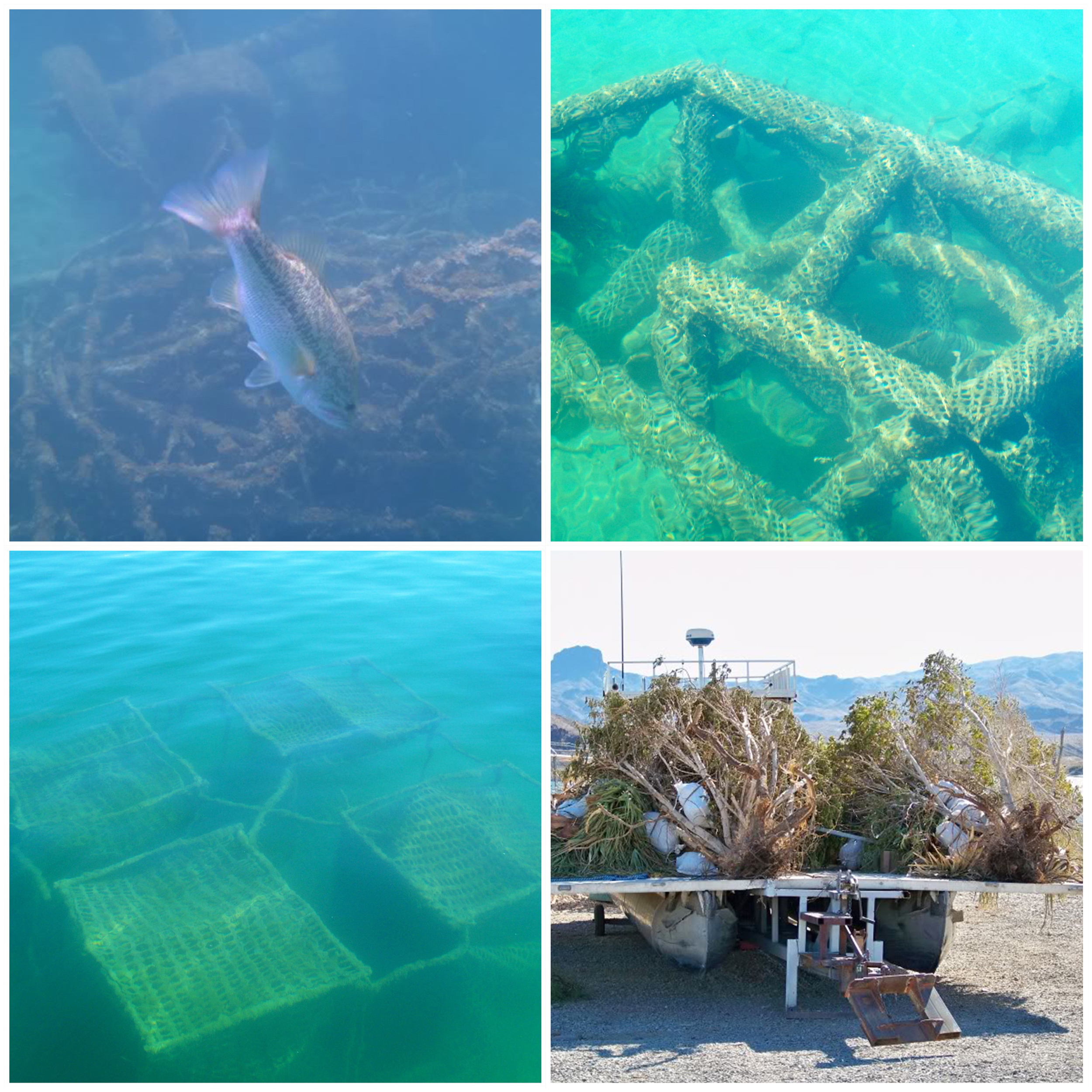 Manmade and natural habitat is placed throughout Havasu.