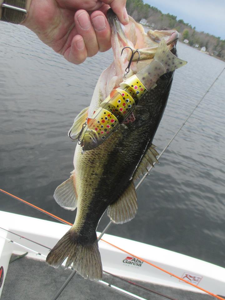 A couple days later and the Brown Trout scores again.