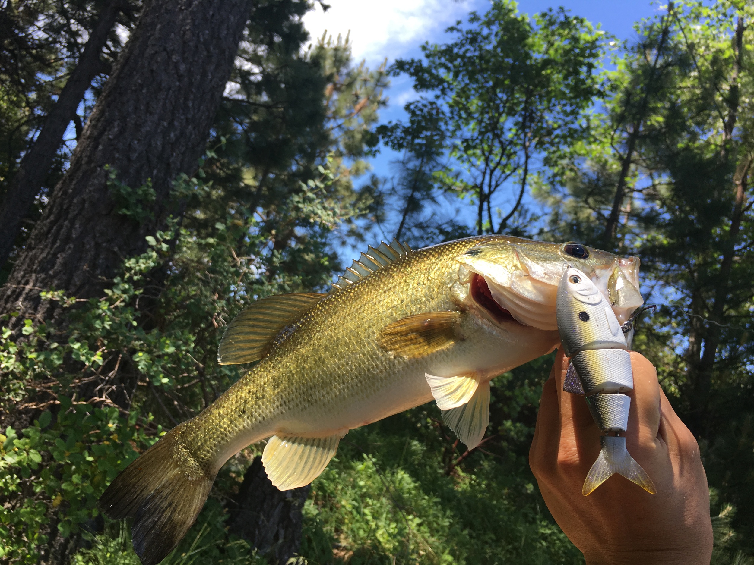 Here is a scrappy male bass the hammered the SPRO BBZ-1 4" that was protect bass fry