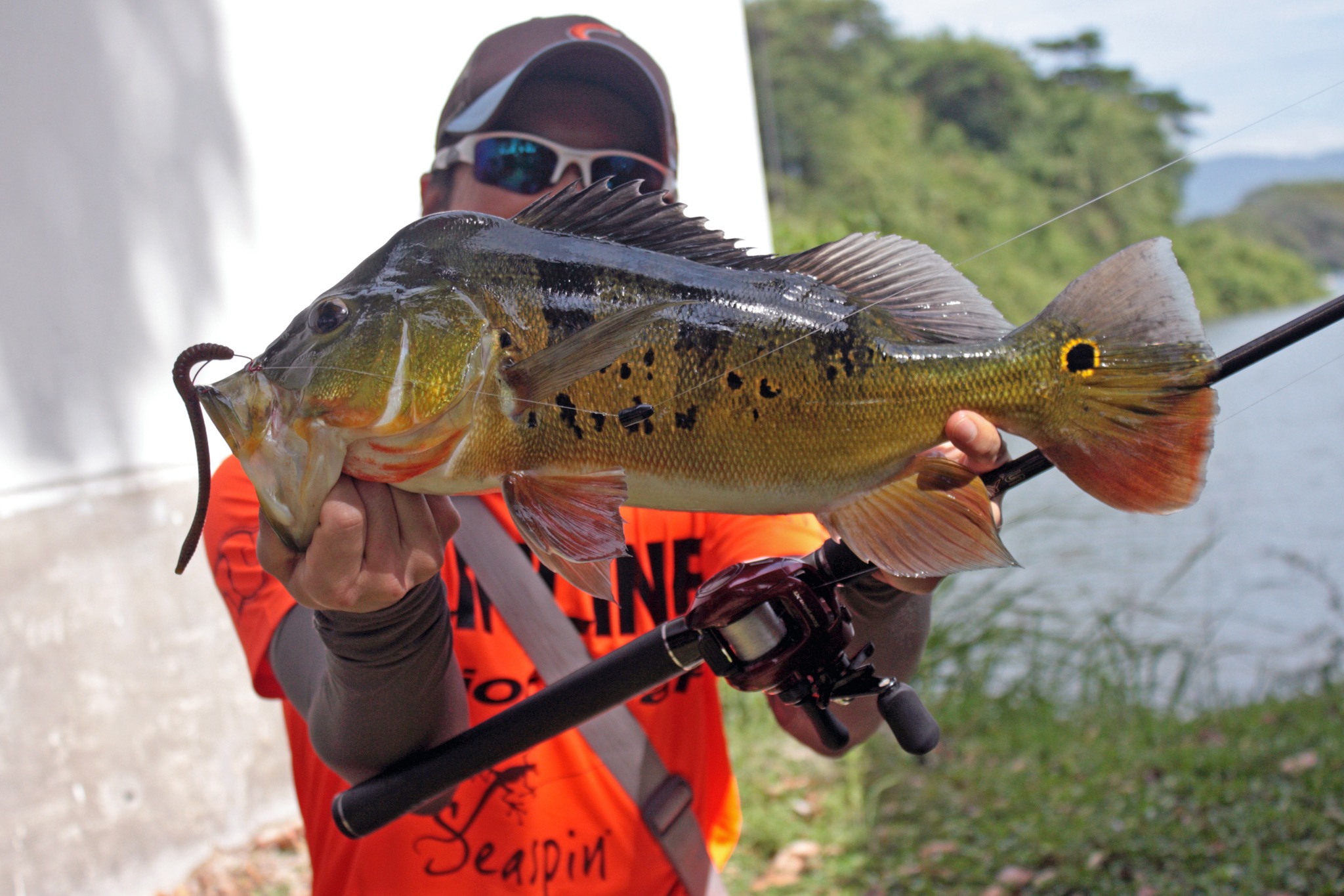 Bertrand Ngim Works The T-Rig For Peacock Bass In Malaysia