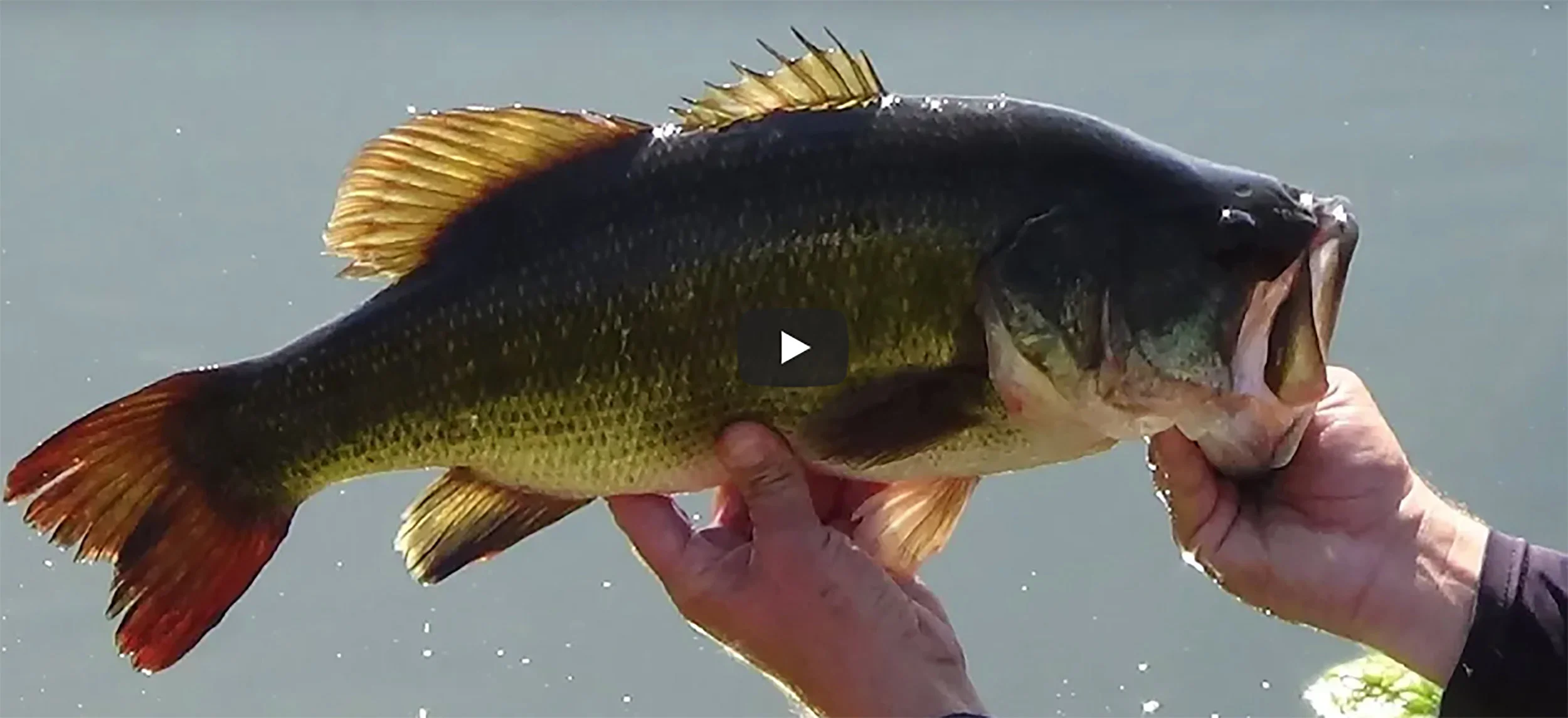 Pump House Bass on the California Delta with YBFV