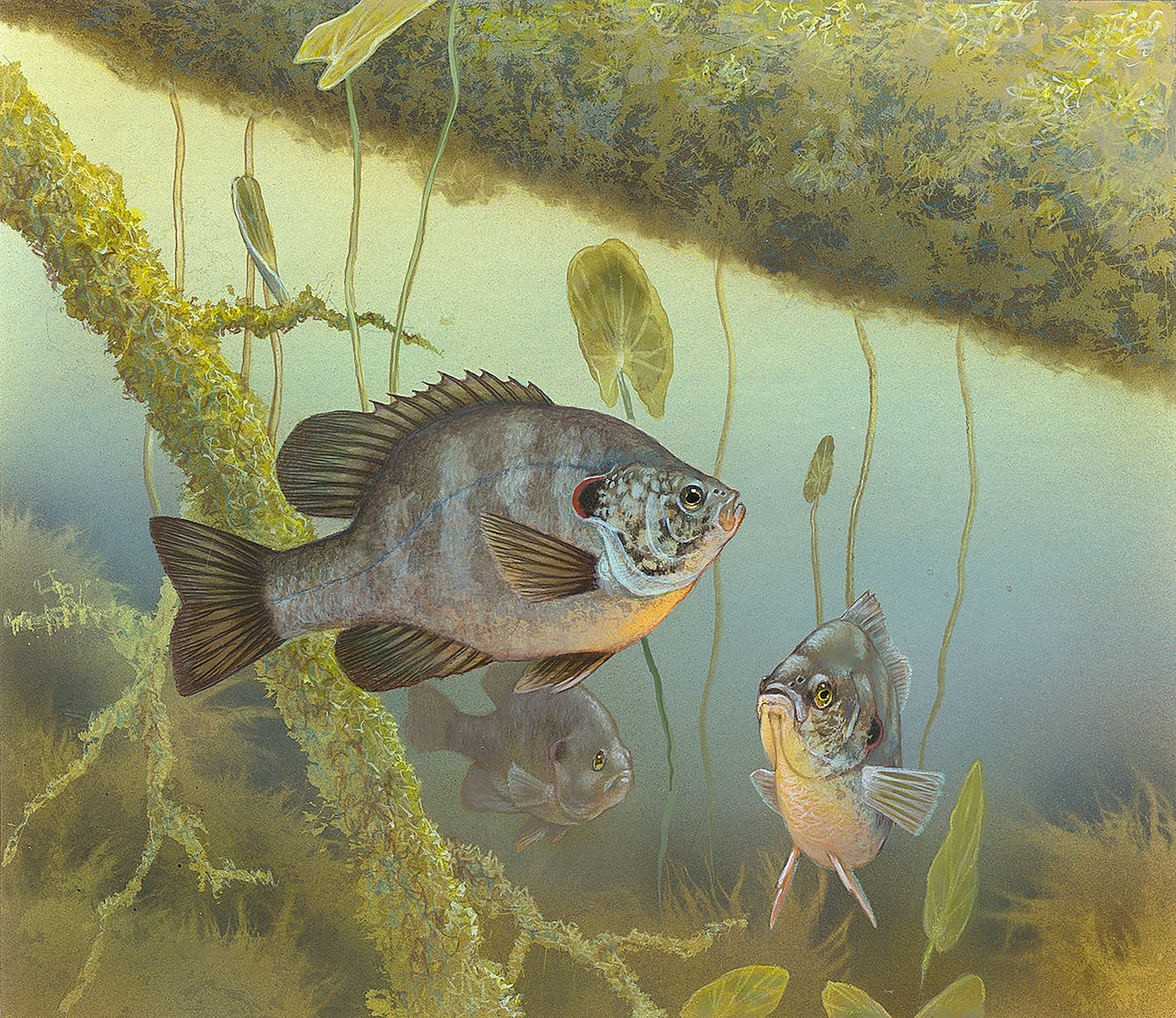 U.S. Fish and Wildlife Redear Sunfish/Lepomis microlophus Illustration by Timothy Knepp