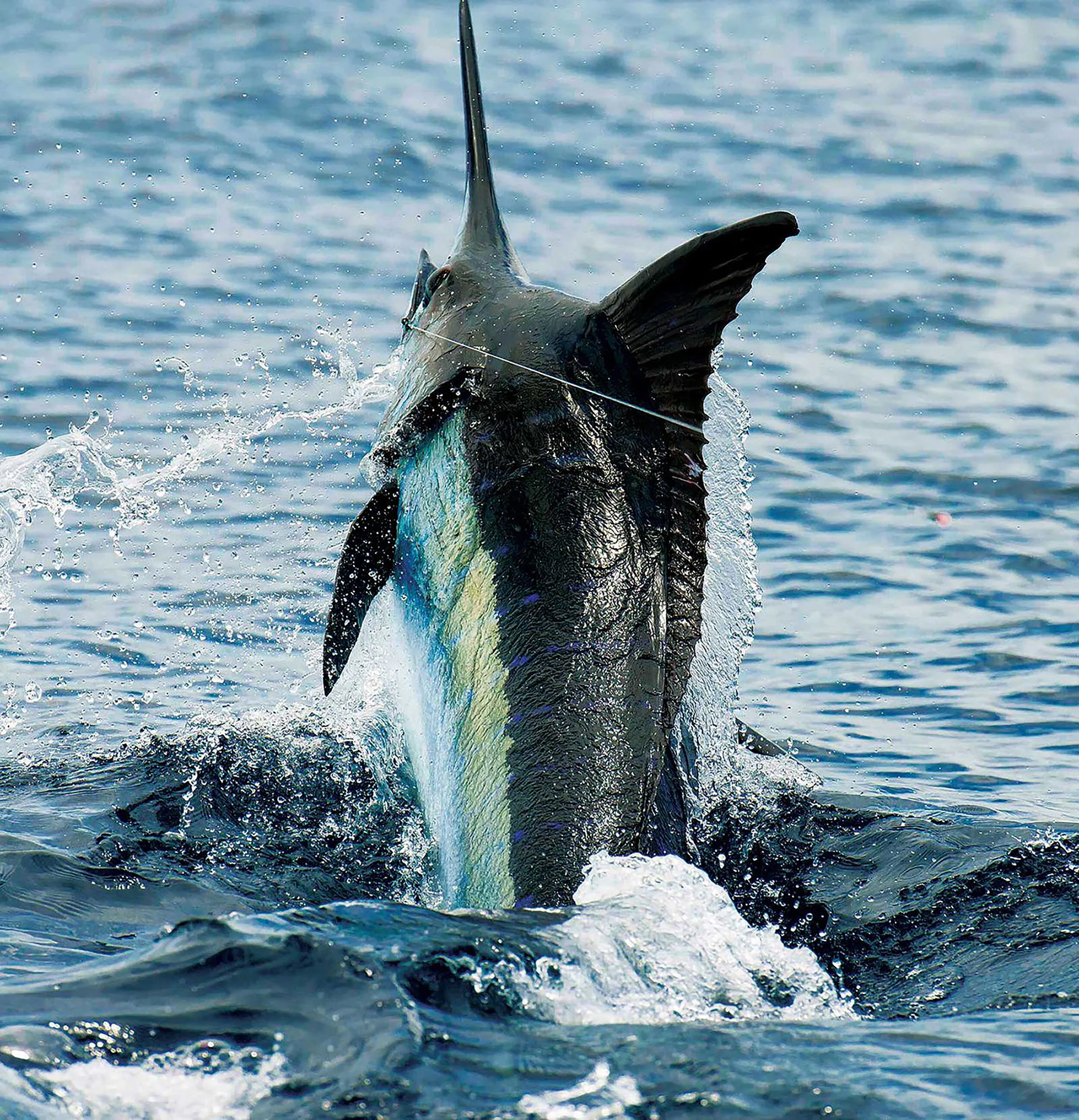 Are you better off fishing for behemoth marlin around a full moon or new moon? That seems to vary by region and skipper. Will Drost