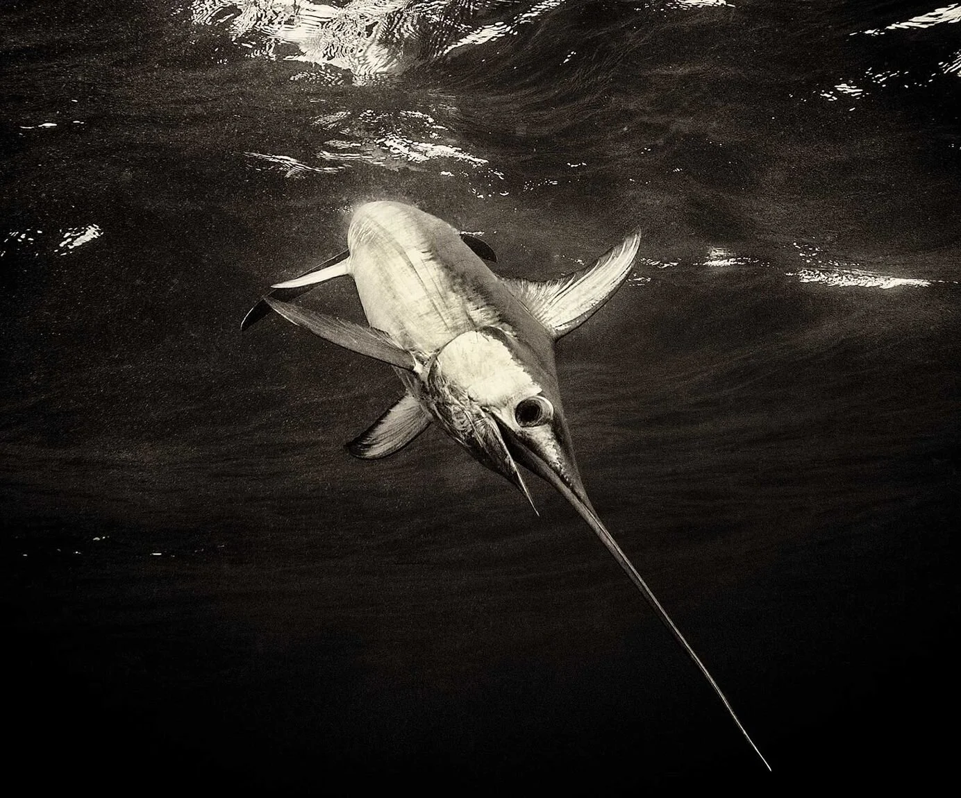While dark nights offer the best sword action, anglers can compensate for big, bright moons by fishing baits deeper and with more, larger lights. Kevin Dodge