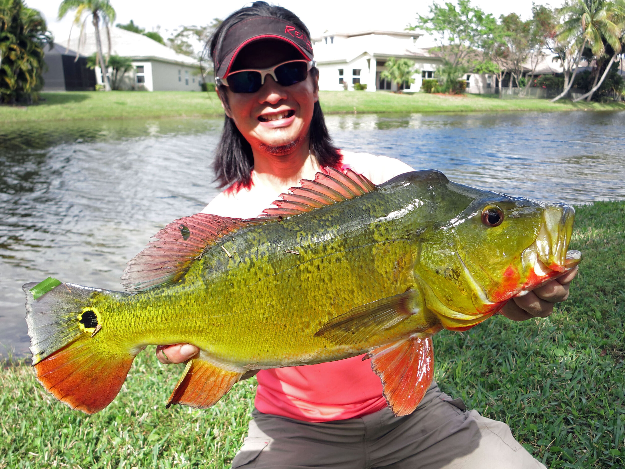 Big Florida Bass on Spinner Baits 