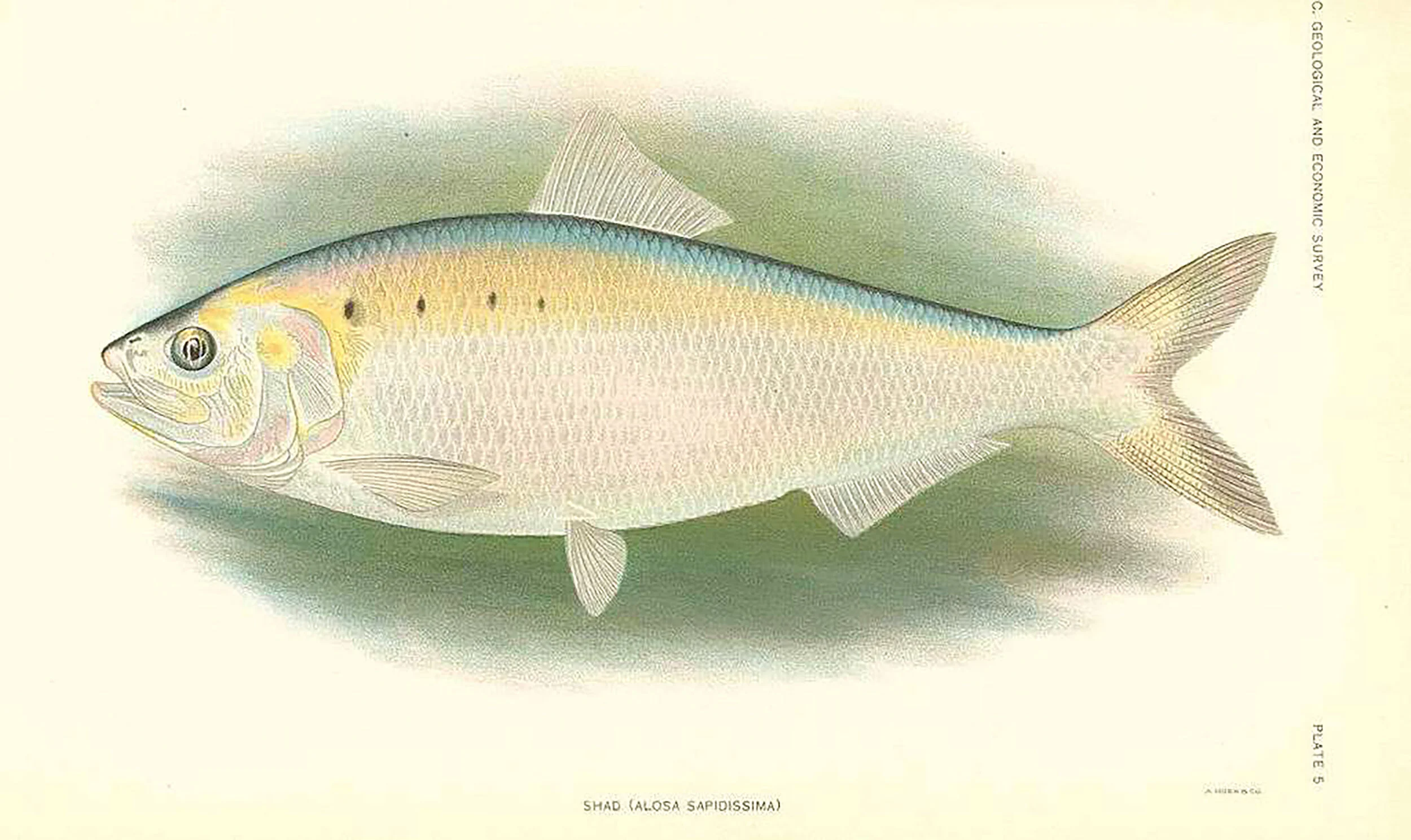Understanding Bass Forage: Shad