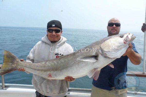 White Seabass Fishing — Welcome To The BBZ World - theBBZtv - How