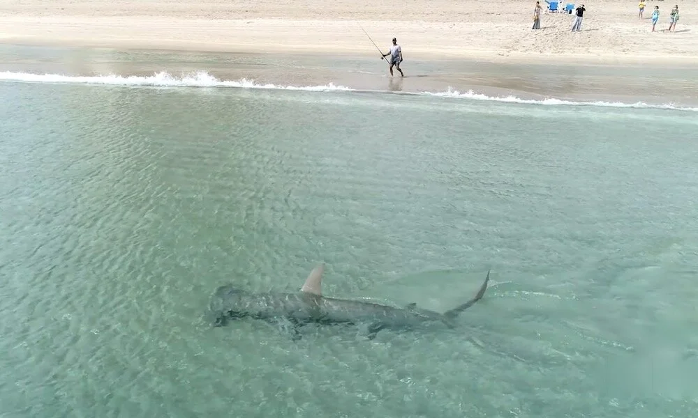 Giant Hammerhead Sharks Hunting Blacktip Sharks