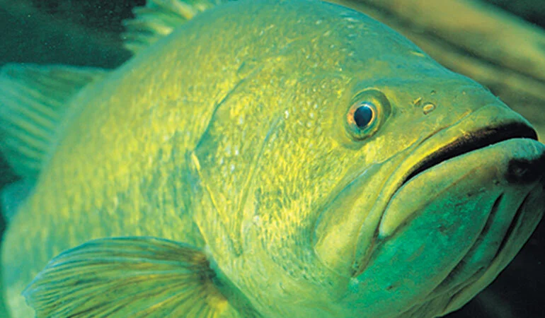 Another Look at Bass Vision