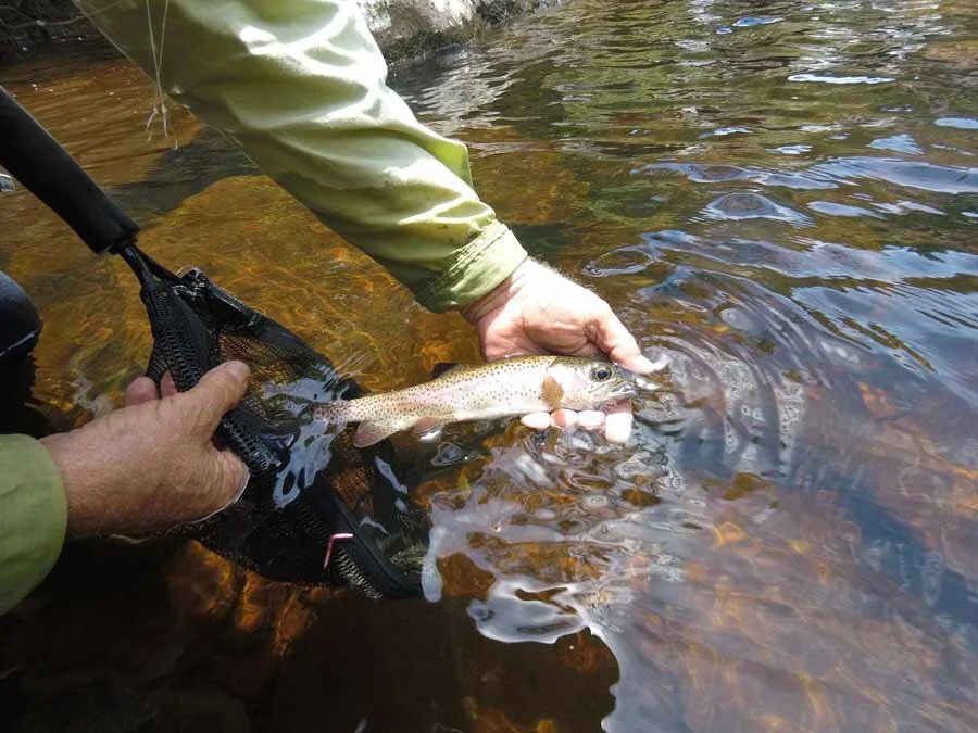 Wild Trout in Hawaii’s Grand Canyon?