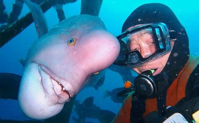 This Japanese Diver Has Been Visiting His Best Friend Fish For 25 Years Now