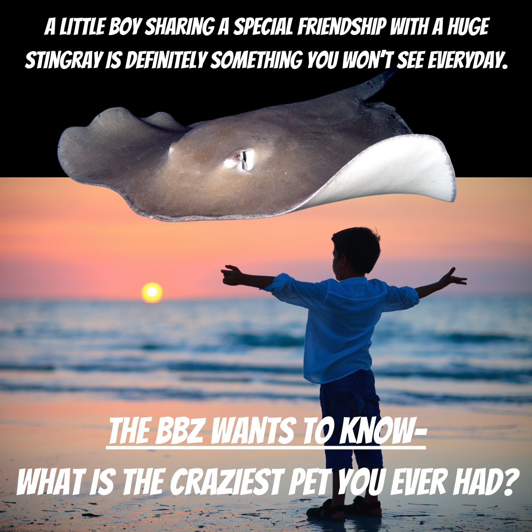 White Seabass Fishing — Welcome To The BBZ World - theBBZtv - How to Catch  Monster Bass & Other Fish - Fishing Videos & How-To - Bill Siemantel