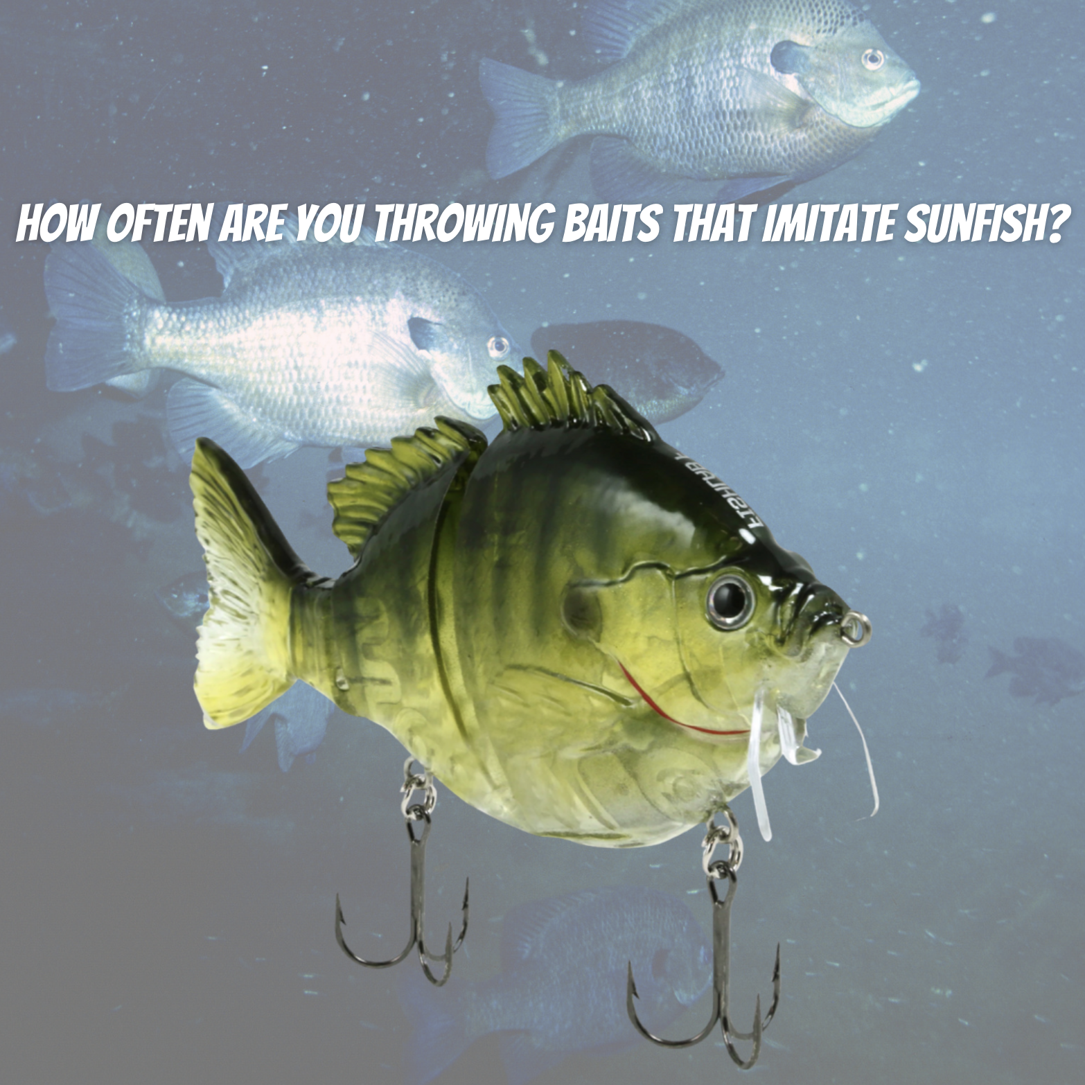 Understanding Bass Forage: Sunfish — Welcome To The BBZ World