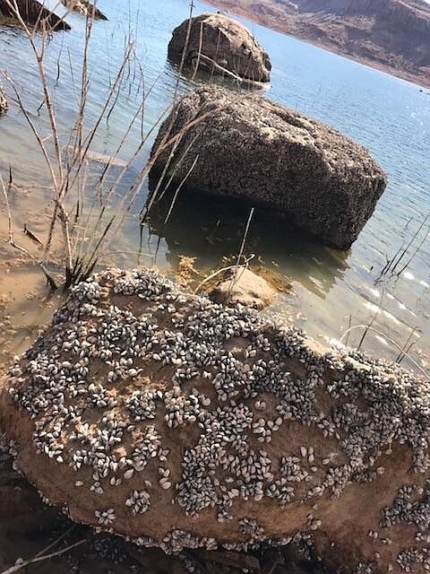 Quagga Mussel Discovery at Castaic Lake: Boating Requirements Implemented