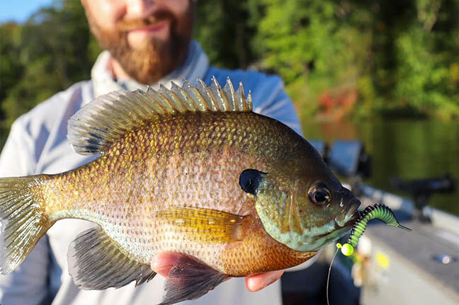 ANGLING CURRENTS: Fall Panfish Patterns