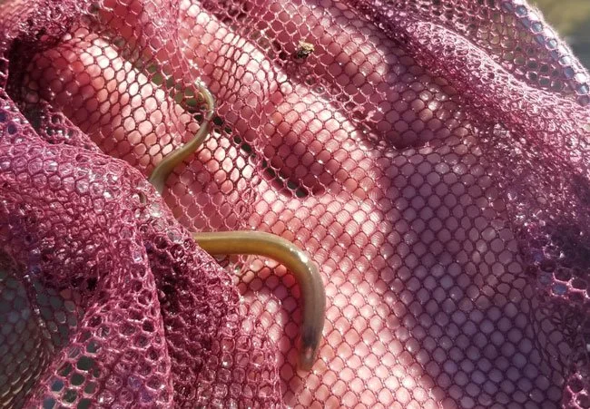 PACIFIC LAMPREY FOUND IN SANTA MARGARITA RIVER