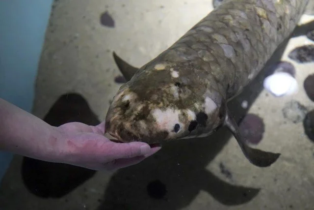 THE OLDEST LIVING AQUARIUM FISH?
