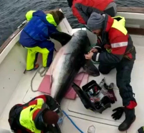 GIANT PORBEAGLE SHARK TAGGED AND RELEASED