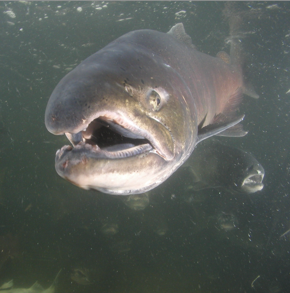 RECREATIONAL SALMON SEASONS FINALIZED FOR THE CALIFORNIA COAST