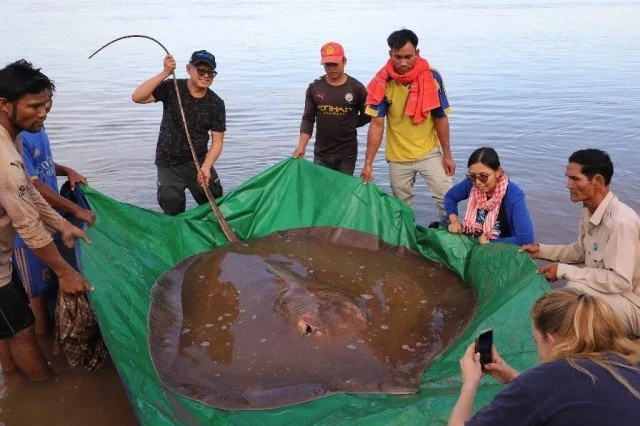 FISHERMEN HOOK GIANT ENDANGERED STINGRAY