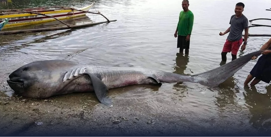 RARE MEGAMOUTH SHARK FOUND ON BEACH