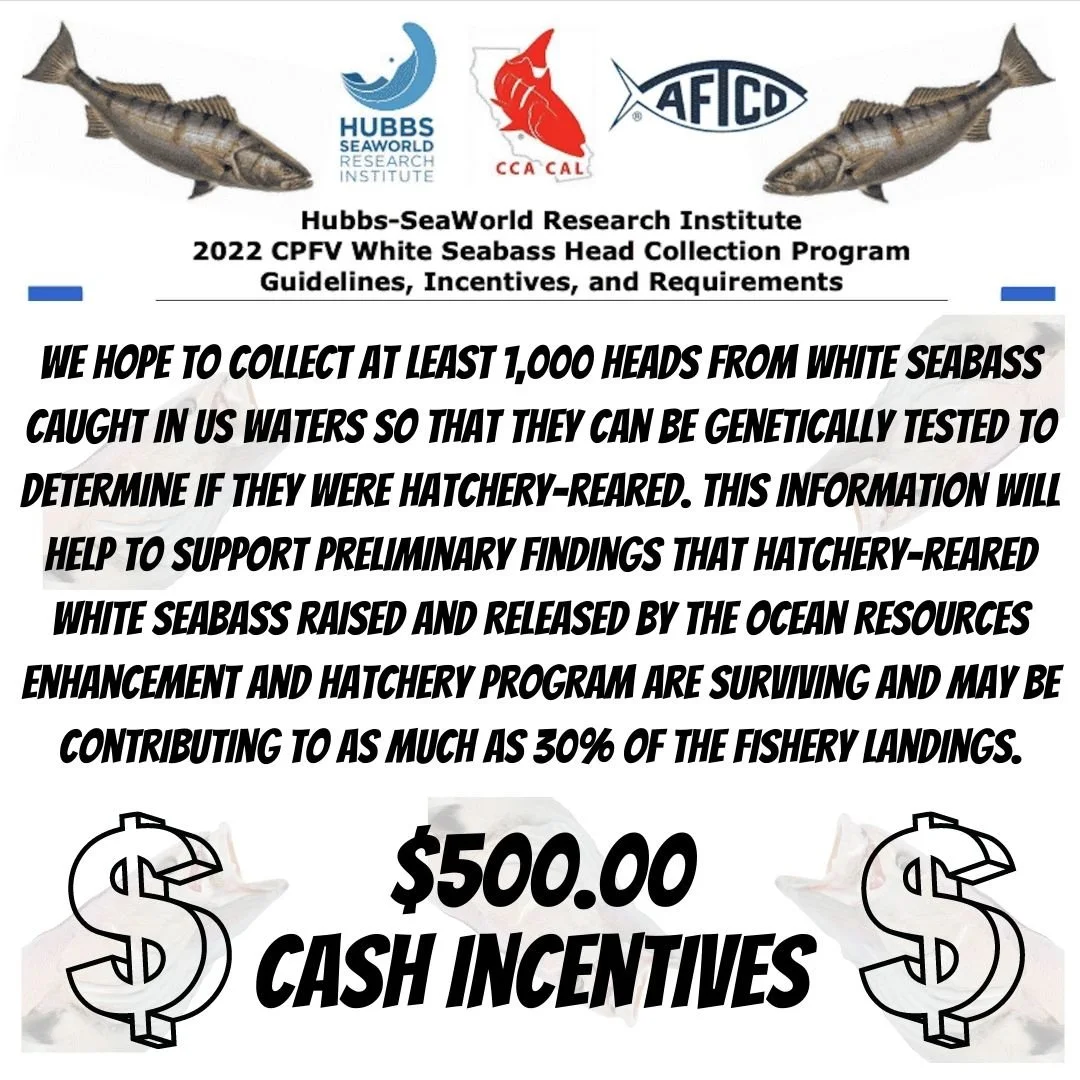 Collecting White Seabass Heads For Cash... It's A Good Thing