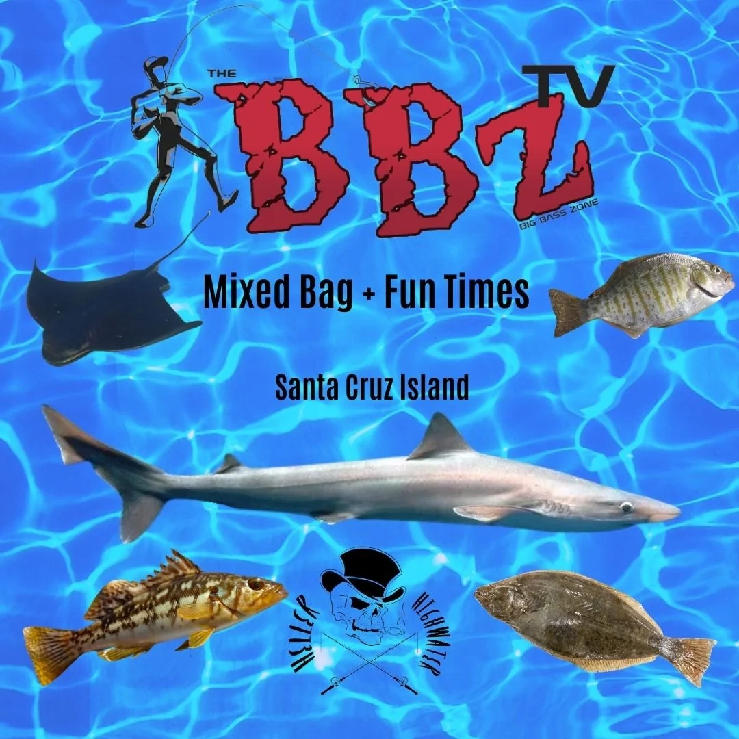 Join theBBZtv For Soupfin Sharks, Batrays, Halibut, Calico, and Surfperch At Santa Cruz Island