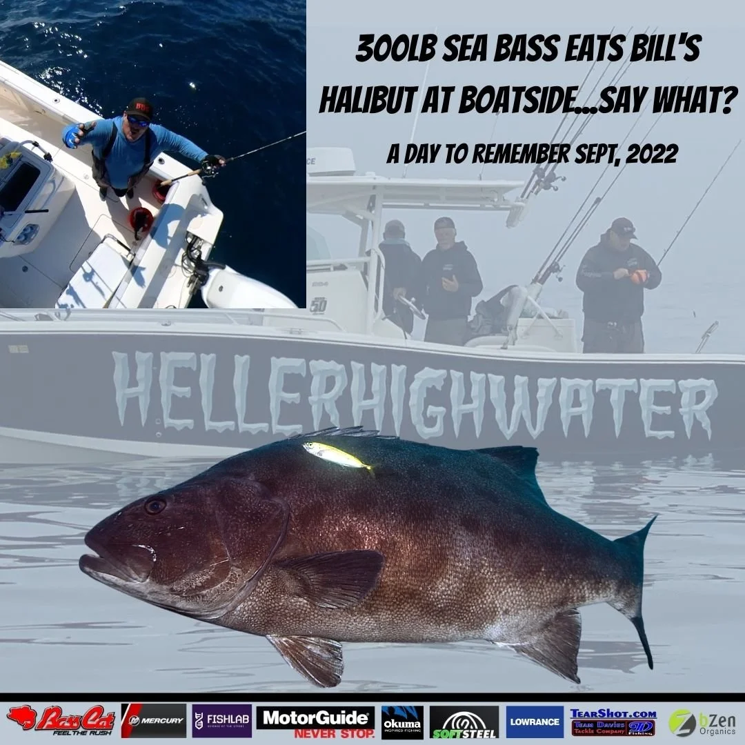 300 Lb Sea Bass Eats Siemantel's Halibut At Boatside, Channel Island.