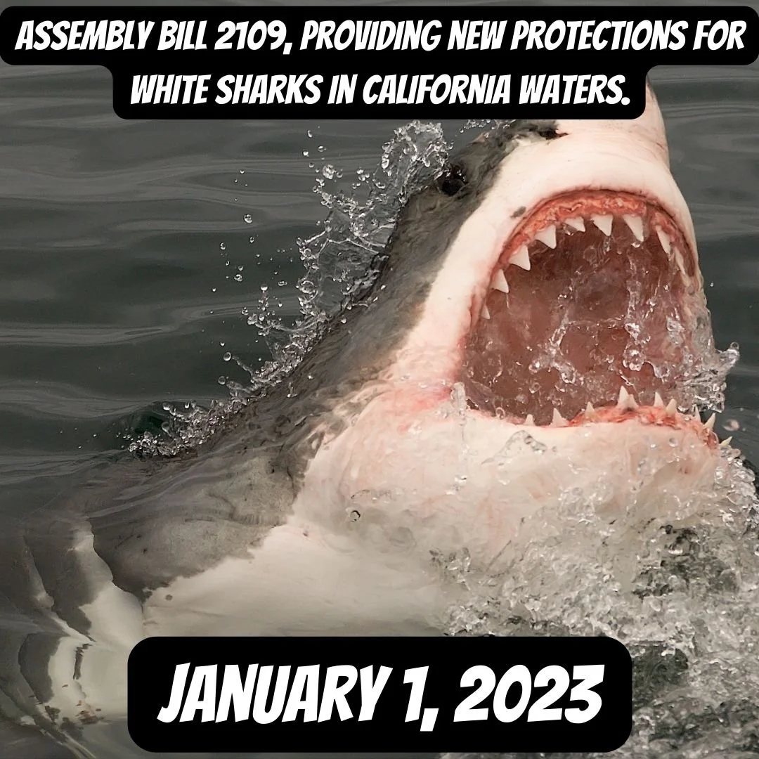 NEW PROTECTIONS FOR WHITE SHARKS ENACTED: STARTS JAN. 1ST 2023