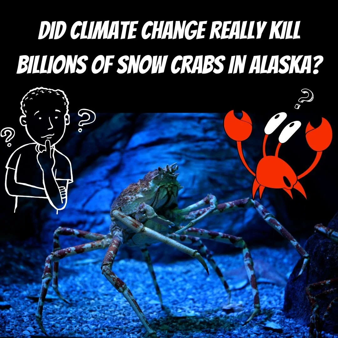 Did climate change really kill billions of snow crabs in Alaska?