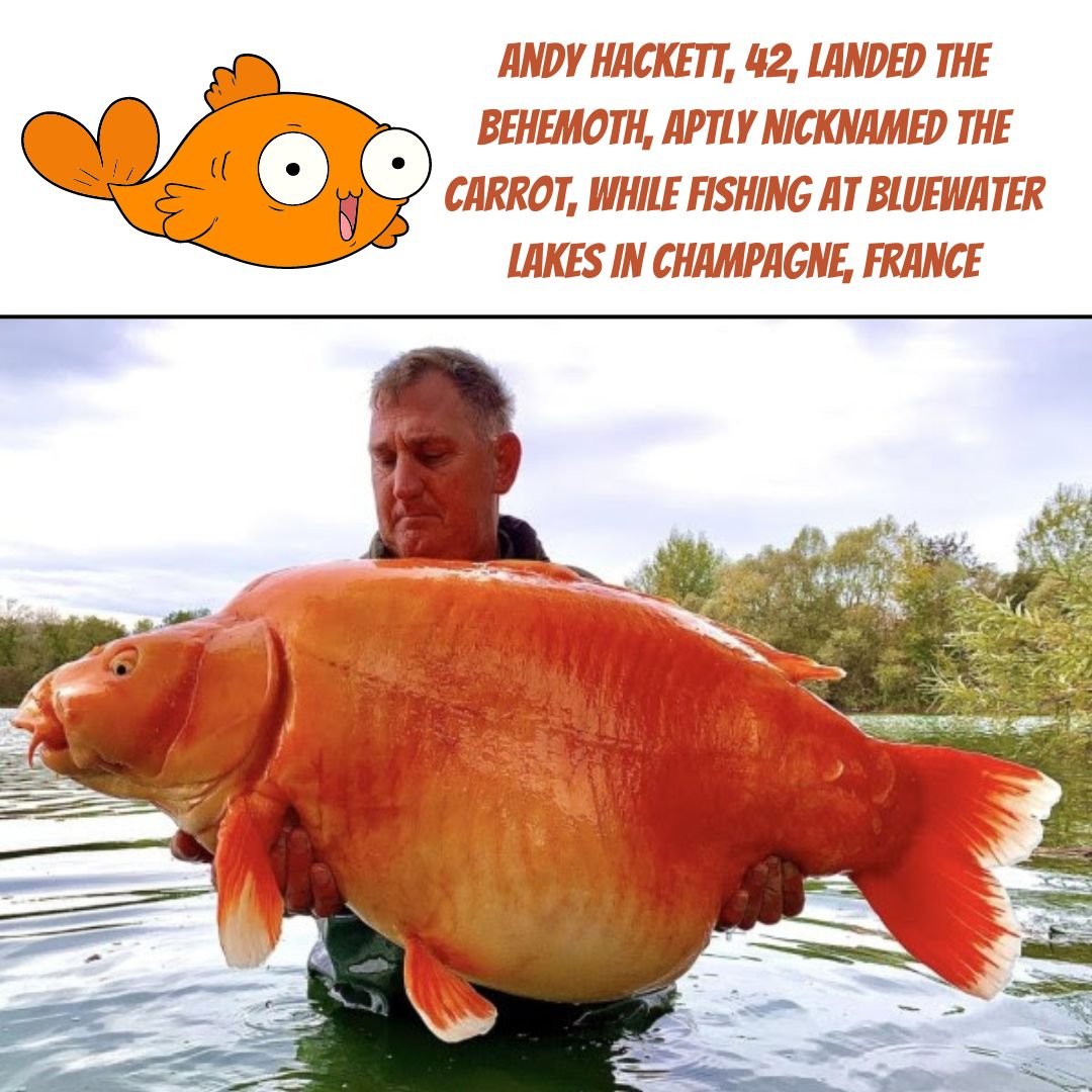 FISHERMAN LANDS WHOPPING 67-POUND “GOLDFISH”