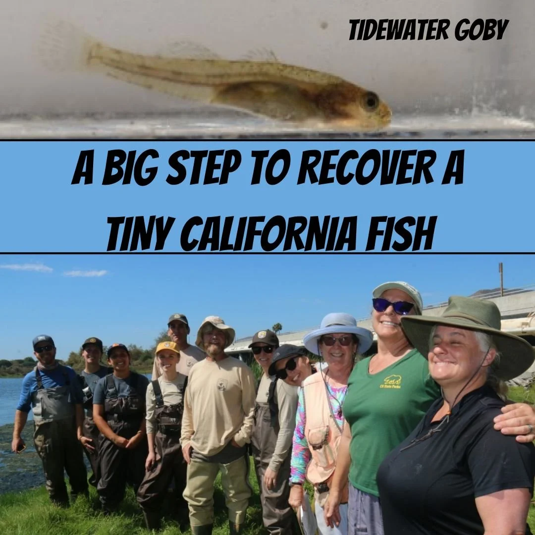 A BIG STEP TO RECOVER A TINY CALIFORNIA FISH