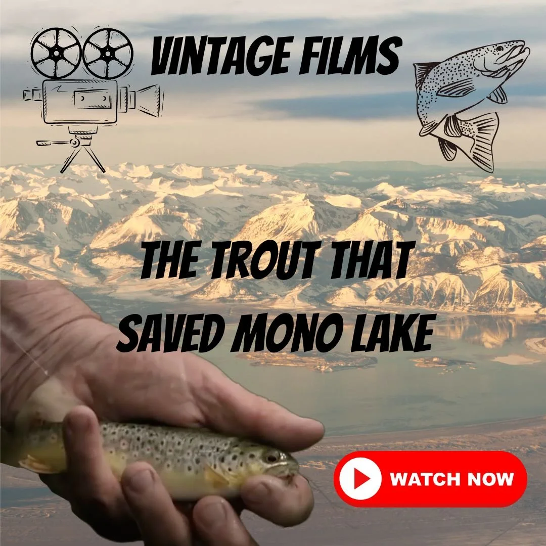 The Trout That Saved Mono Lake