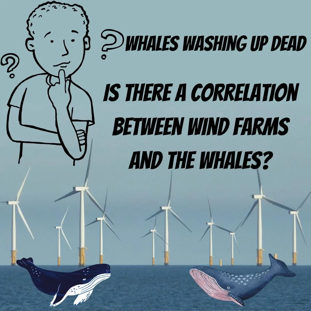CALLS MOUNT TO STOP OFFSHORE WIND PROJECT AS MORE WHALES WASH UP DEAD