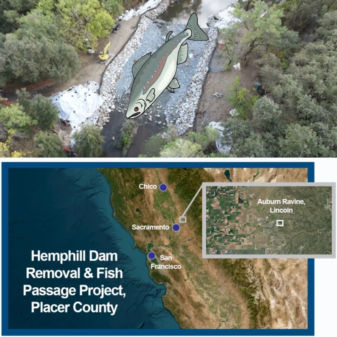 DAM REMOVAL PUTS CALIFORNIA SALMON IN HOT PURSUIT OF COLD WATER