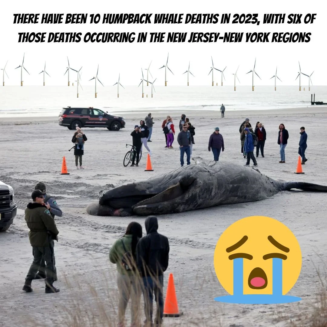 NINTH WHALE DEATH RENEWS CALLS IN NEW JERSEY TO HALT OFFSHORE WIND PROJECTS