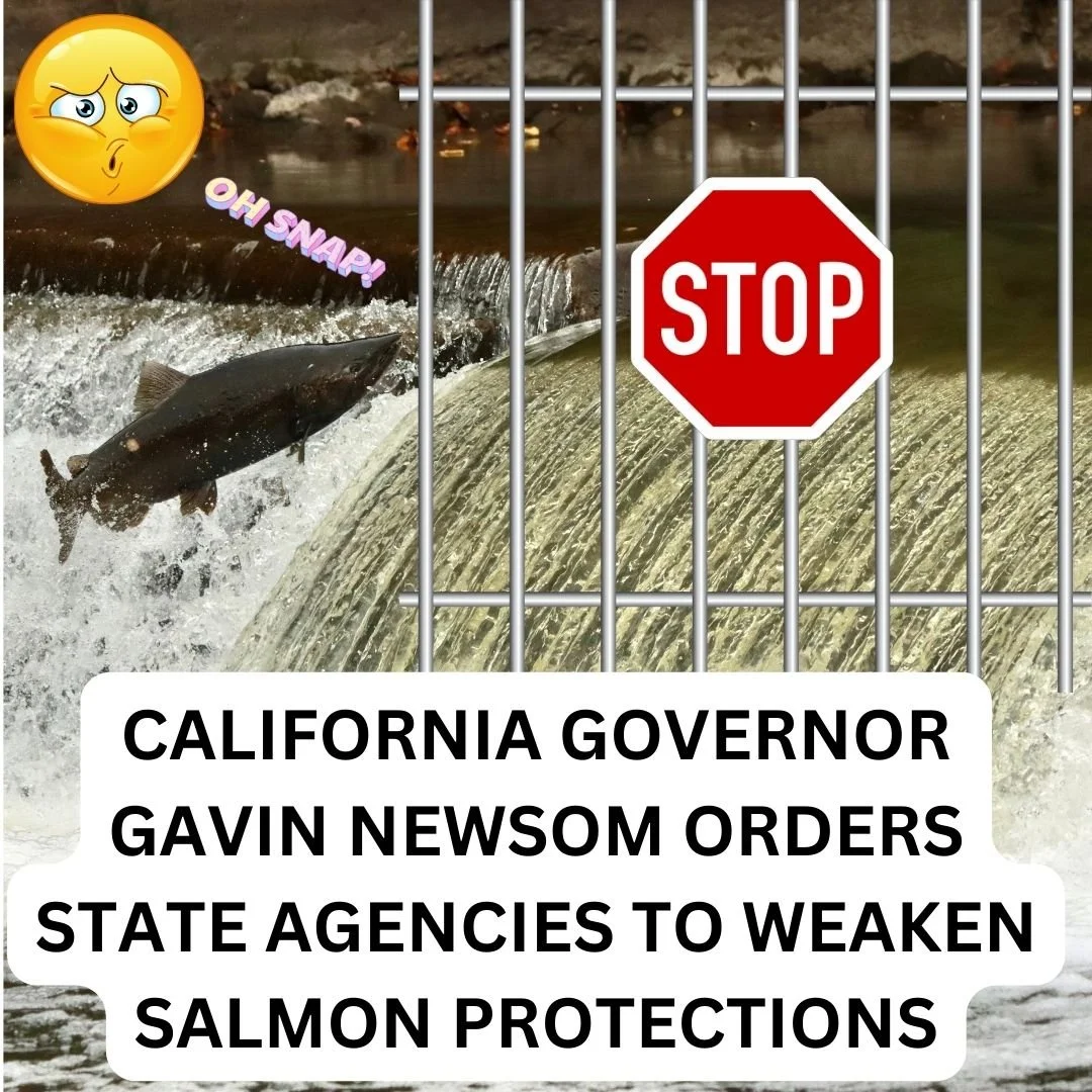 CALIFORNIA GOVERNOR GAVIN NEWSOM ORDERS STATE AGENCIES TO WEAKEN SALMON PROTECTIONS