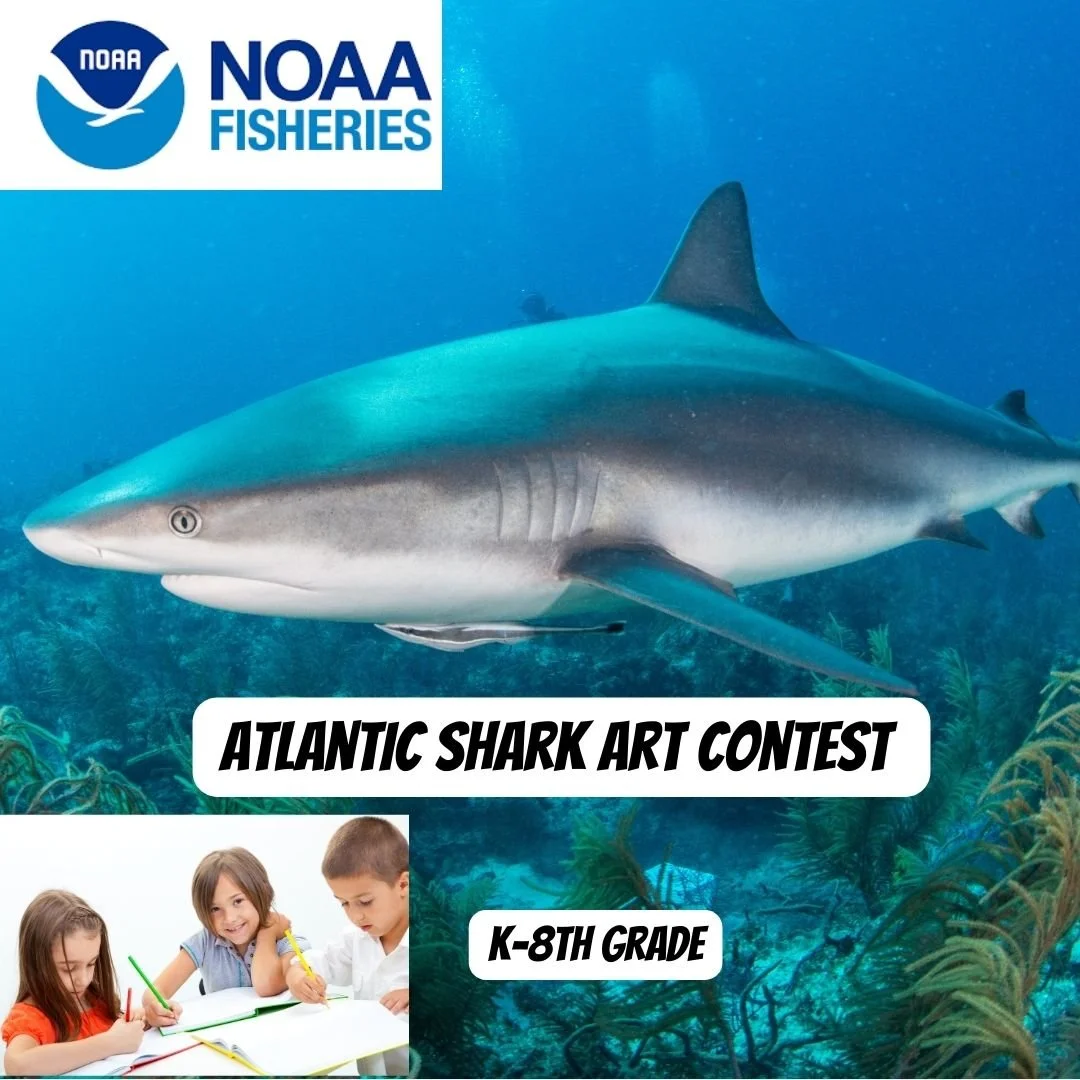 NOW ACCEPTING ENTRIES FOR THE ATLANTIC SHARK ART CONTEST