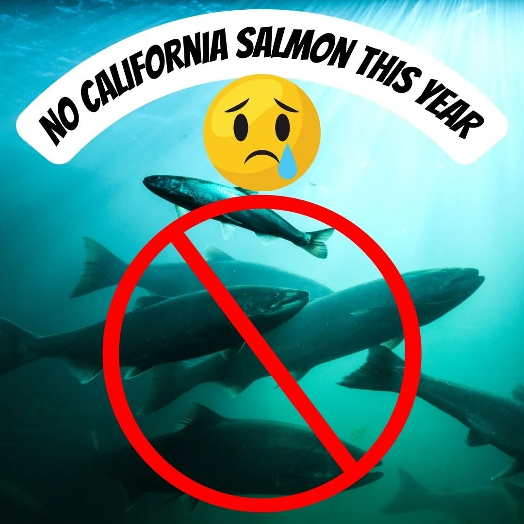 NO CALIFORNIA SALMON THIS YEAR: WATER DIVERSION, DROUGHT CAUSED FISH STOCKS TO CRASH