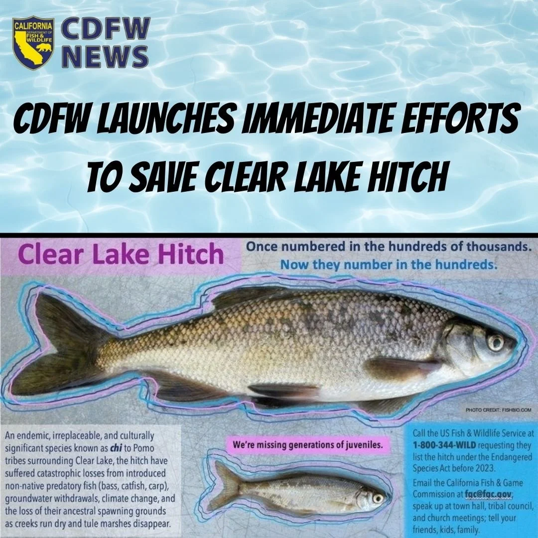 CDFW LAUNCHES IMMEDIATE EFFORTS TO SAVE CLEAR LAKE HITCH