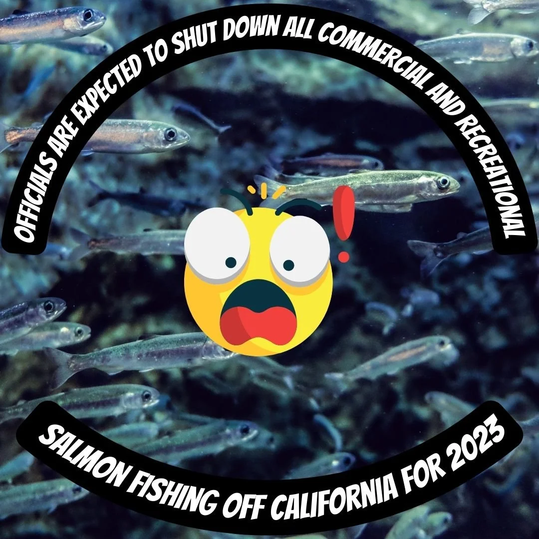 CALIFORNIA SALMON STOCKS ARE CRASHING – A FISHING BAN LOOKS CERTAIN