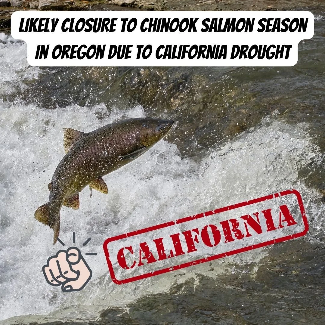 Likely closure to Chinook salmon season in Oregon due to California drought
