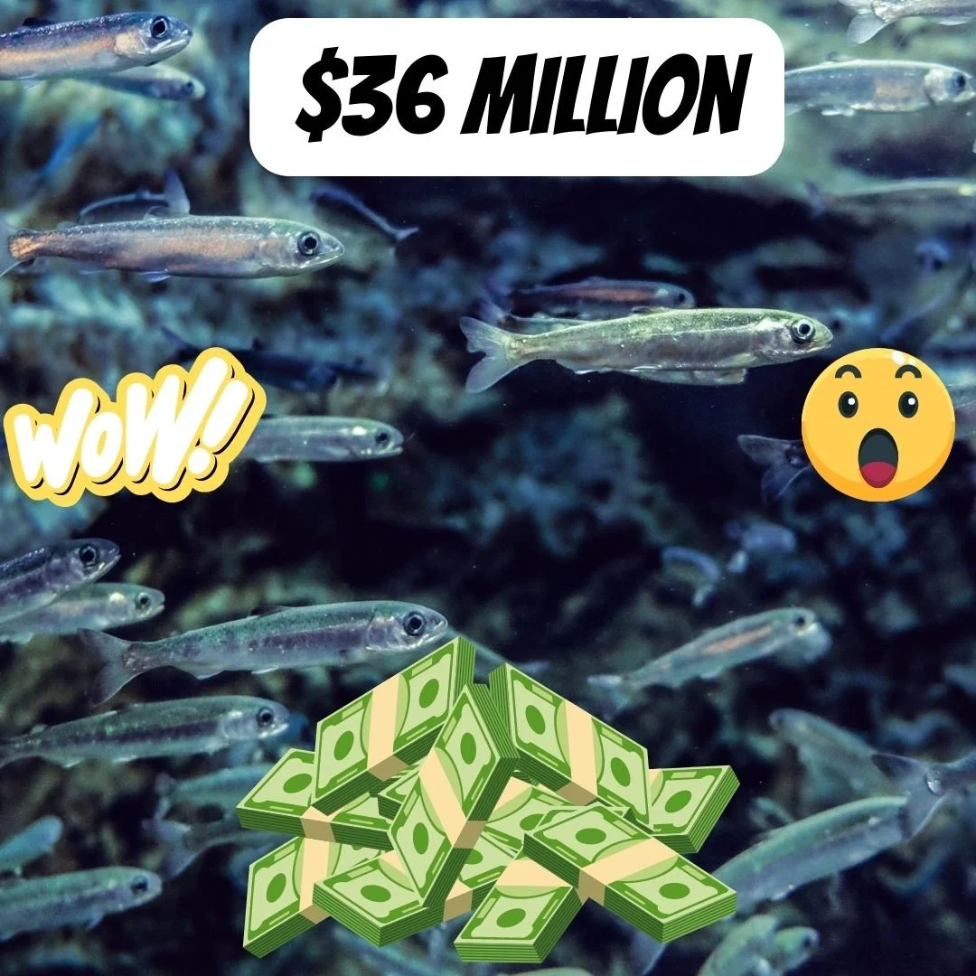 CDFW PROVIDES NEARLY $36 MILLION FOR PROJECTS TO SAVE SALMON AND OTHER CALIFORNIA FISH AND WILDLIFE SPECIES