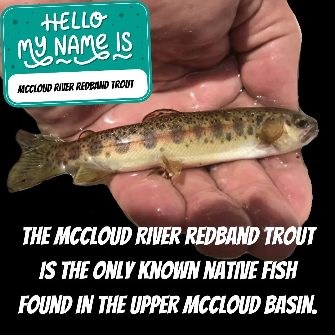 RAINBOW TROUT SUBSPECIES NEWLY NAMED