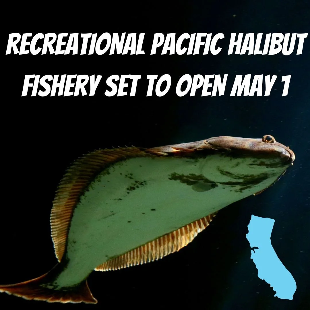 RECREATIONAL PACIFIC HALIBUT FISHERY SET TO OPEN MAY 1
