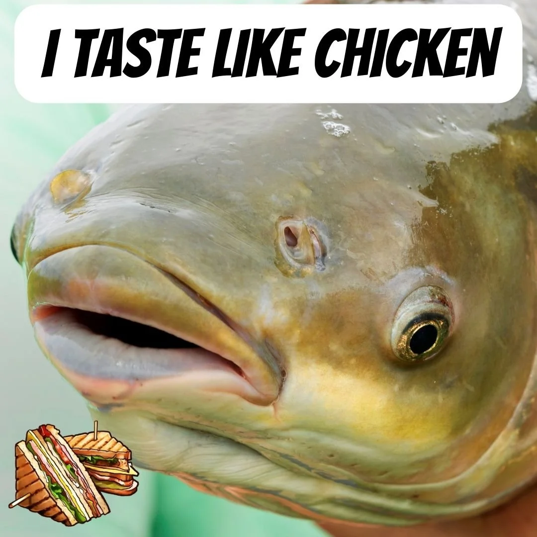 INVASIVE CARP FIND PURPOSE ON THE MENU