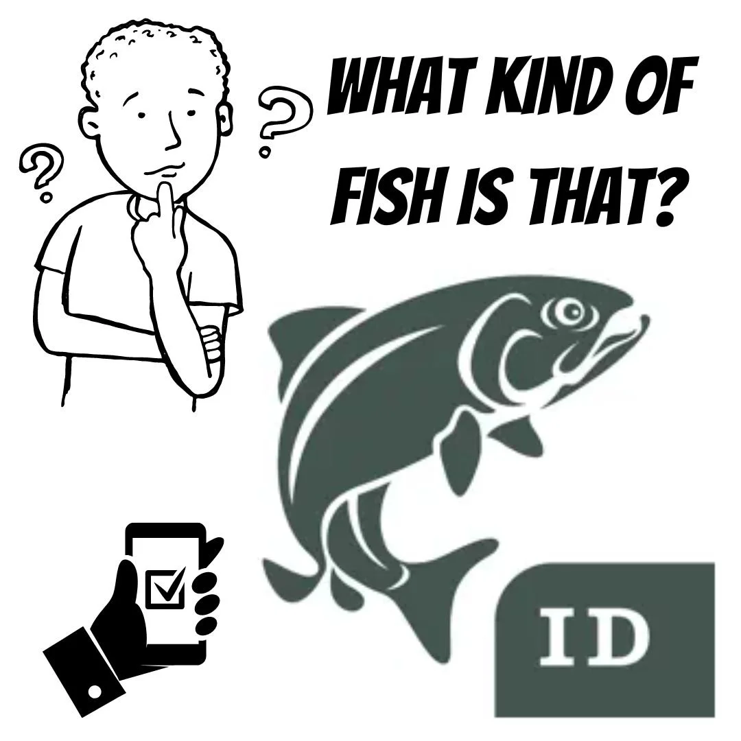 WEST COAST FISH IDENTIFICATION APP RELEASED