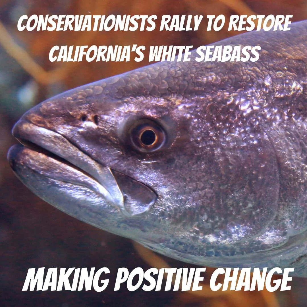 CONSERVATIONISTS RALLY TO RESTORE CALIFORNIA’S WHITE SEABASS
